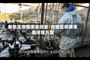 各地区疫情家禽排查/各地区疫情家禽排查方案