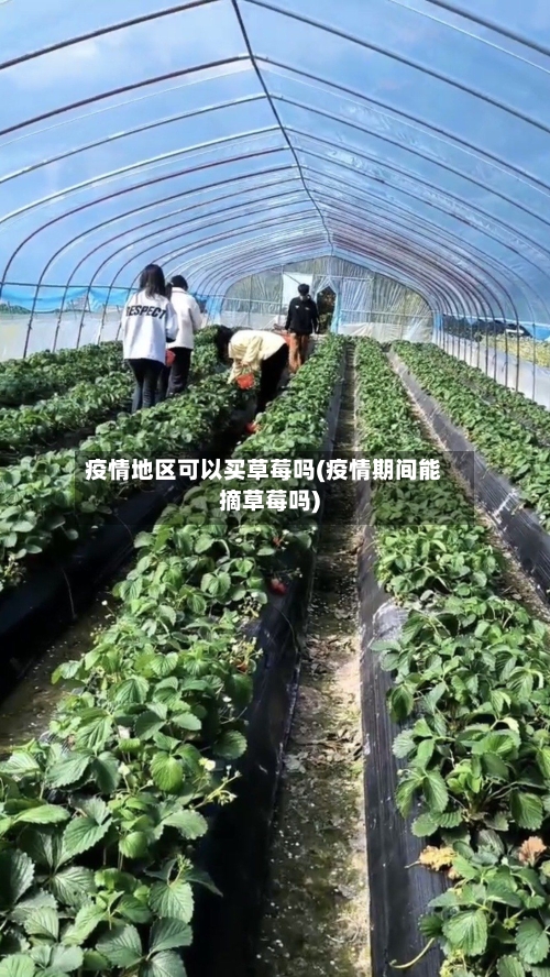 疫情地区可以买草莓吗(疫情期间能摘草莓吗)-第2张图片
